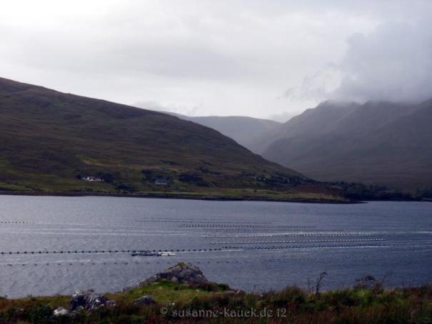 P1180747-killary harbour